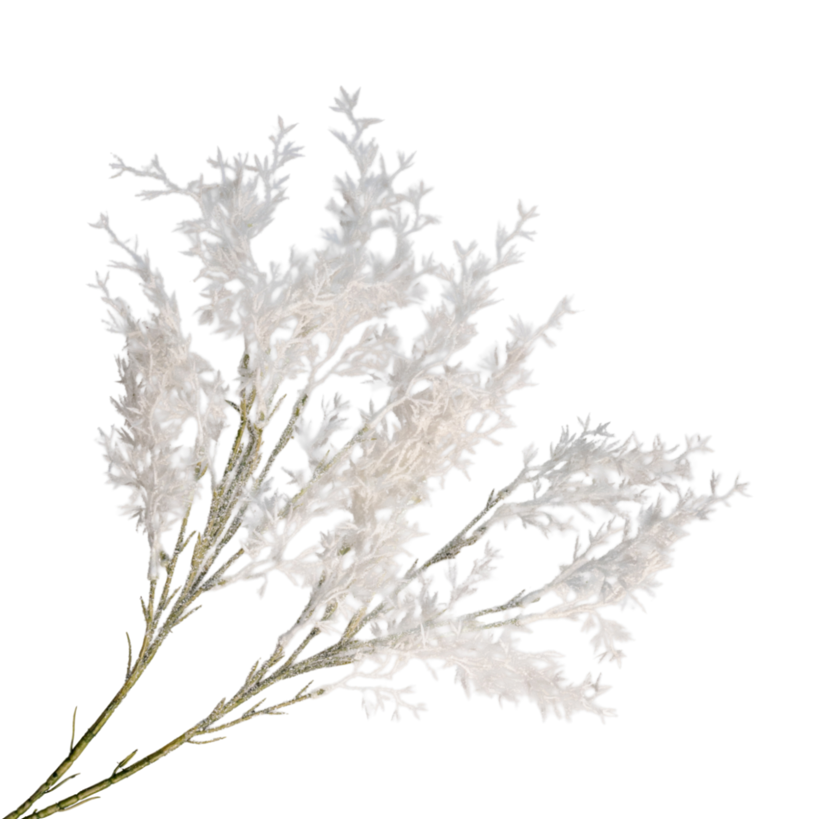 Сирень обыкновенная Иван Огнев